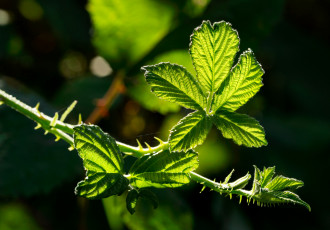 Картинка природа листья солнечно зелёные