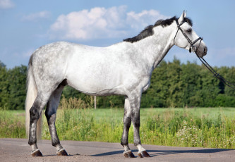 Картинка животные лошади лошадка