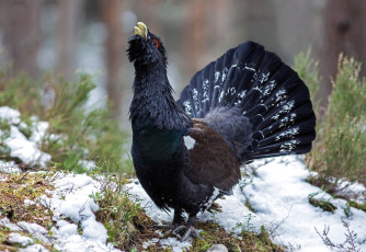 Картинка животные глухари +тетерева глухарь