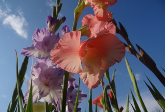 Картинка цветы гладиолусы небо