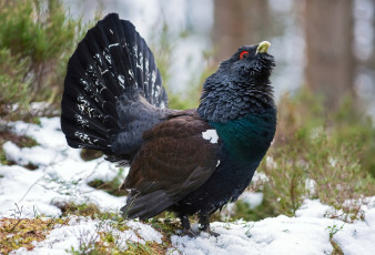 Картинка животные глухари +тетерева глухарь