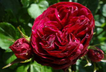 Картинка цветы розы бутоны бардовая куст роза