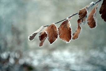 Картинка природа листья макро фон ветка иней