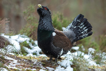Картинка животные глухари +тетерева глухарь