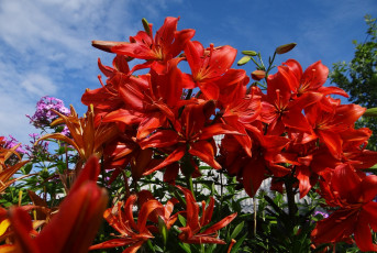 Картинка цветы лилии +лилейники красные