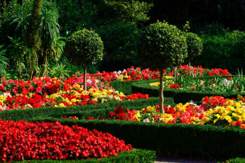 Картинка природа парк бегония клумбы