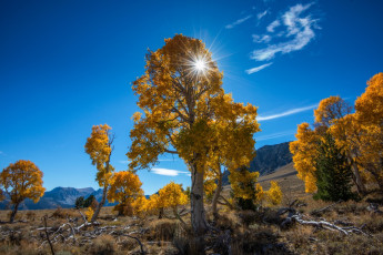 Картинка природа восходы закаты деревья осень