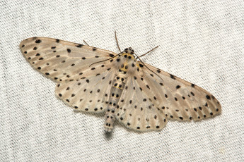 Картинка животные бабочки +мотыльки +моли itchydogimages моль макро насекомое