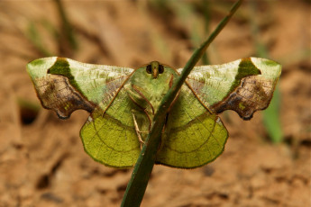 Картинка животные бабочки +мотыльки +моли itchydogimages макро моль мотылёк