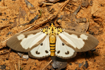 Картинка животные бабочки +мотыльки +моли крылья бабочка макро itchydogimages