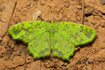 Картинка животные бабочки +мотыльки +моли макро itchydogimages бабочка моль