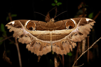 Картинка животные бабочки +мотыльки +моли насекомое макро itchydogimages мотылёк