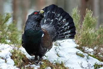 Картинка животные глухари +тетерева глухарь