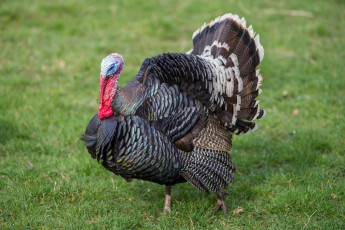 Картинка животные индюки индюк