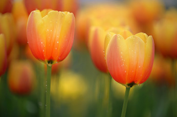 Картинка цветы тюльпаны лепестки макро капли вода роса