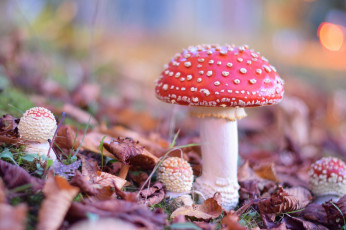 Картинка природа грибы +мухомор мухоморы макро