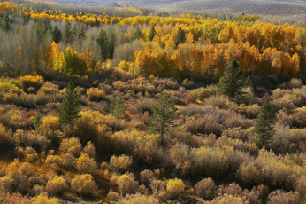Картинка природа лес деревья осень