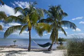 Картинка природа тропики пальмы