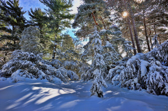 Картинка природа зима сугробы снег ели