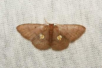 Картинка животные бабочки +мотыльки +моли itchydogimages макро моль мотылёк