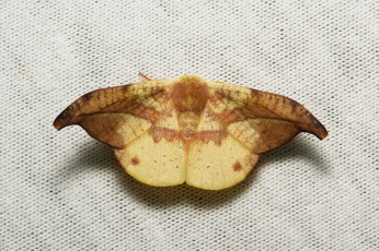 Картинка животные бабочки +мотыльки +моли itchydogimages мотылёк насекомое макро