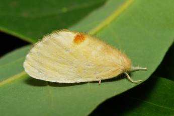 Картинка животные бабочки +мотыльки +моли макро itchydogimages насекомое моль