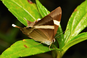 Картинка животные бабочки +мотыльки +моли макро бабочка моль itchydogimages