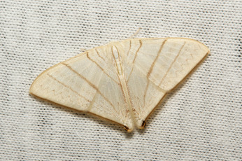 Картинка животные бабочки +мотыльки +моли моль вязаное полотно макро itchydogimages крылья