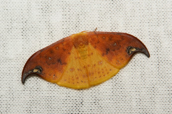 Картинка животные бабочки +мотыльки +моли мотылёк насекомое макро itchydogimages