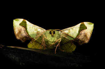 Картинка животные бабочки +мотыльки +моли мотылёк моль макро itchydogimages