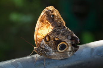 Картинка животные бабочки +мотыльки +моли насекомое усики крылья фон макро bob decker бабочка