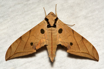 Картинка животные бабочки +мотыльки +моли полотно вязанное узор усики itchydogimages крылья моль макро