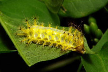 Картинка животные гусеницы гусеница лист макро itchydogimages