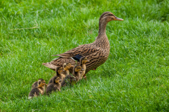 Картинка животные утки утка птенцы