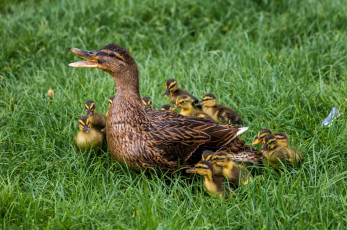 Картинка животные утки утка птенцы