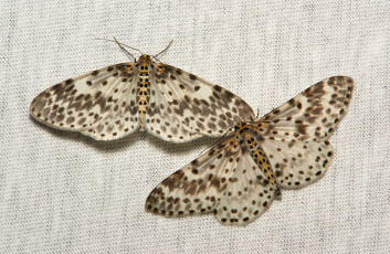 Картинка животные бабочки +мотыльки +моли мотылёк моль макро itchydogimages