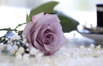 Картинка цветы розы роза макро бусины