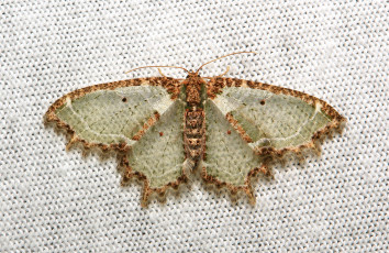 Картинка животные бабочки +мотыльки +моли itchydogimages макро моль бабочка