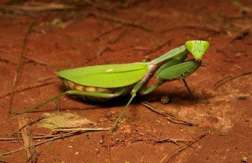 Картинка животные богомолы богомол макро itchydogimages