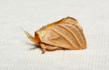 Картинка животные бабочки +мотыльки +моли itchydogimages бабочка моль макро