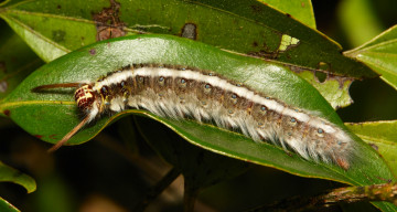 Картинка животные гусеницы лист гусеница макро itchydogimages