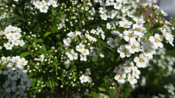 Картинка цветы цветущие+деревья+ +кустарники весна цветение