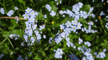 Картинка цветы незабудки мелкие куст белые макро