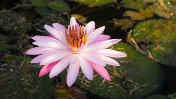 Картинка цветы лотосы лотос