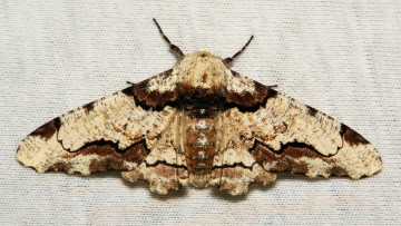 Картинка животные бабочки +мотыльки +моли бабочка моль макро itchydogimages