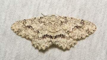 Картинка животные бабочки +мотыльки +моли бабочка моль макро itchydogimages