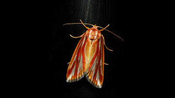 Картинка животные бабочки +мотыльки +моли itchydogimages макро бабочка крылья усики узор