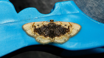 Картинка животные бабочки +мотыльки +моли itchydogimages макро моль бабочка