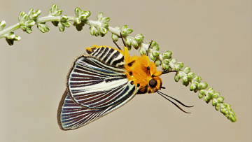 Картинка животные бабочки +мотыльки +моли itchydogimages макро бабочка крылья