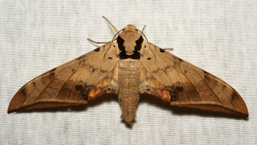 Картинка животные бабочки +мотыльки +моли крылья бабочка макро itchydogimages